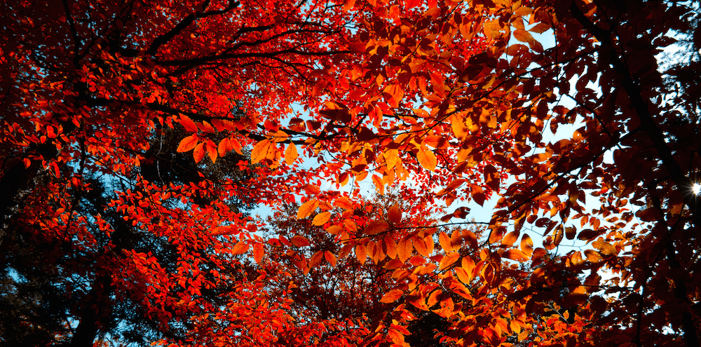 Red leaves